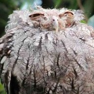 Puffy Owl